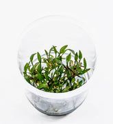 ADA 威力斯椒草 Cryptocoryne lucens IC091